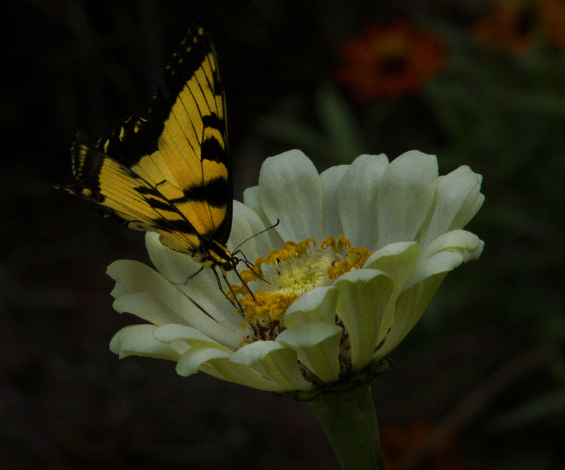 Tiger Swallowtail.jpg :: Tiger Swallowtail on Zinnia, Lake of the Woods Forest Preserve, Champaign County