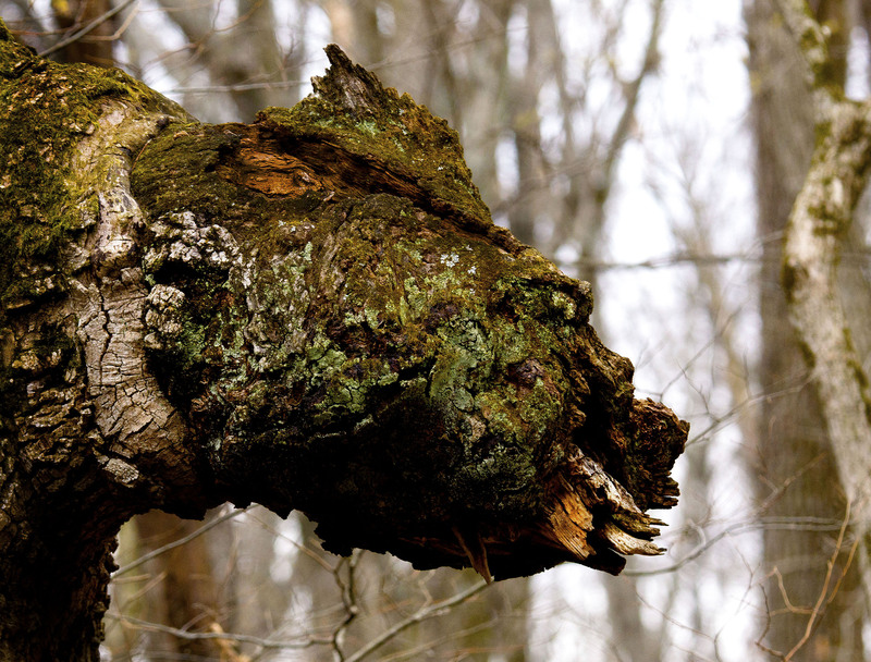 Tree Dragon.jpg :: Broken Tree Branch, A Tree Dragon, Lodge Park 