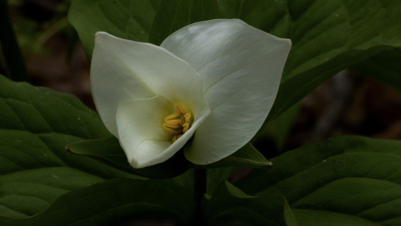 Trilliam 2.jpg :: Trillium