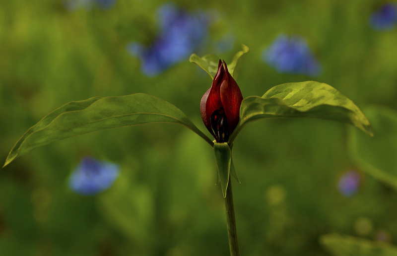 Trilliam.jpg :: Trillium