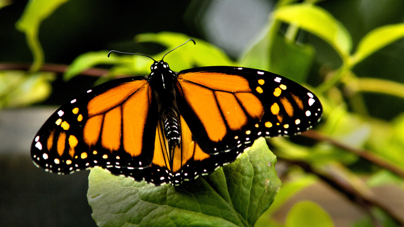 Viceroy.jpg :: Viceroy, backyard garden, Champaign County