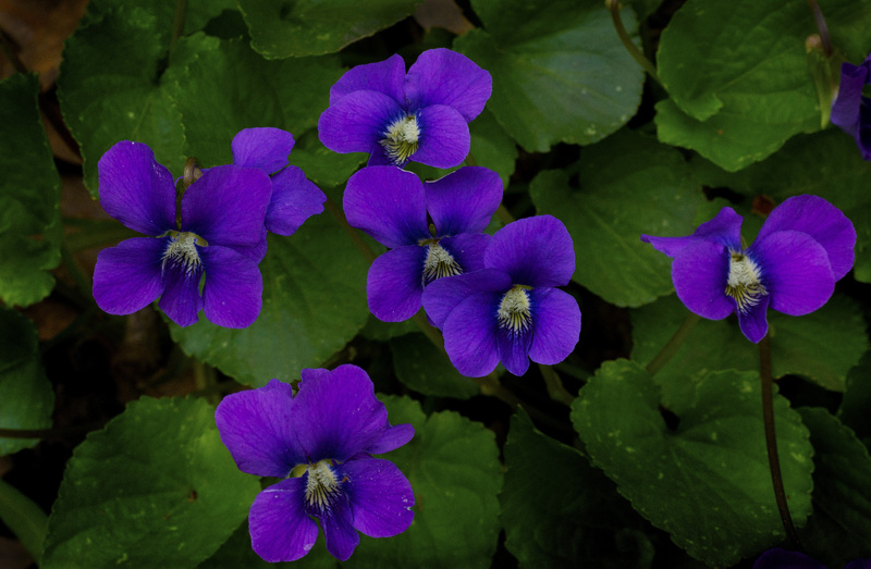 Violet 1.jpg :: Violets