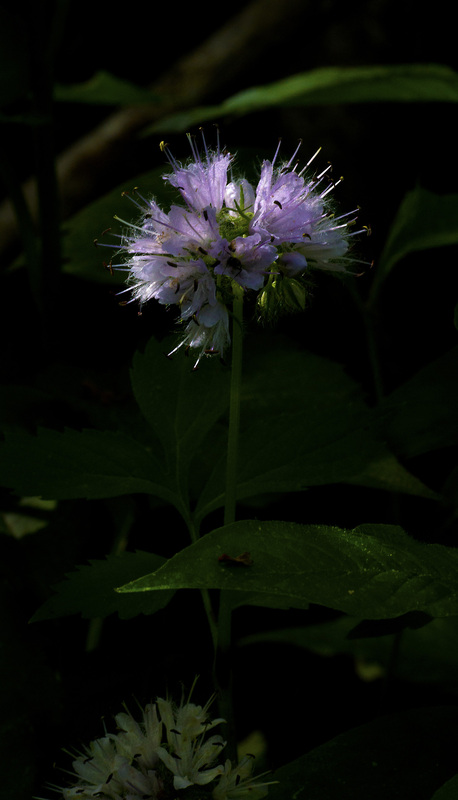 Virginia Waterleaf 1.jpg :: Virginia Waterleaf