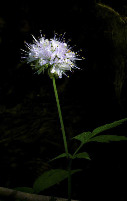 Virginia Waterleaf 2.jpg :: Virginia Waterleaf