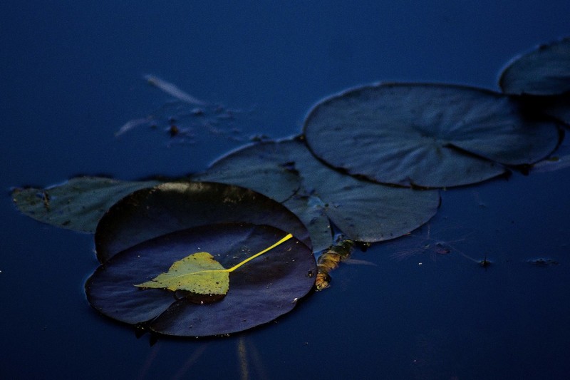 Water Lily at Giverny 1.jpg :: Monet's Water Garden
