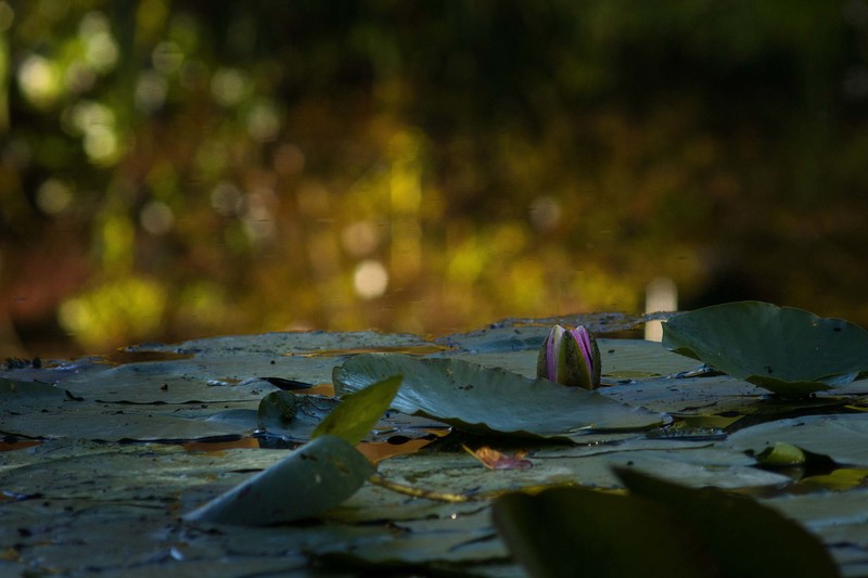 Water Lily at Giverny 2.jpg :: Water Lily and Autumn Reflections at Giverny