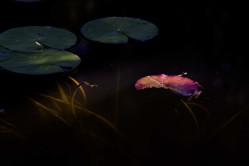Water Lily at Giverny 3.jpg :: Light on Lily Pads, Monet's Water Garden