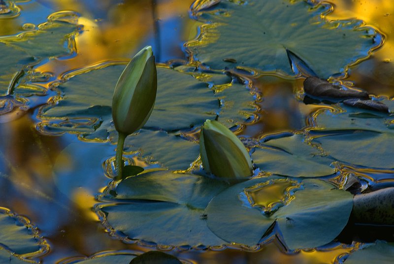 Waterlily 1.jpg :: Water Lilies and Fall Colors 