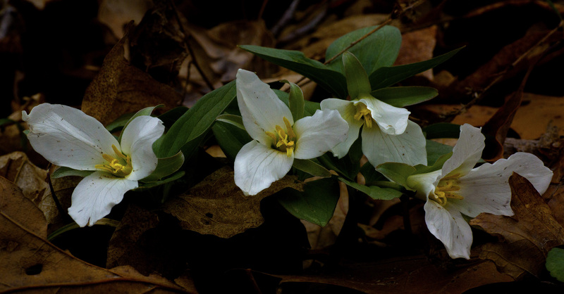 White Trillium 1.jpg :: Trillium