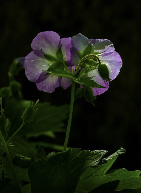 Wild Geranium 1.jpg :: Wild Geranium