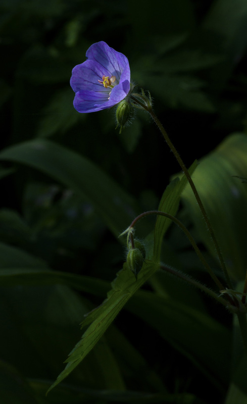 Wild Geranium 2.jpg :: Wild Geranium