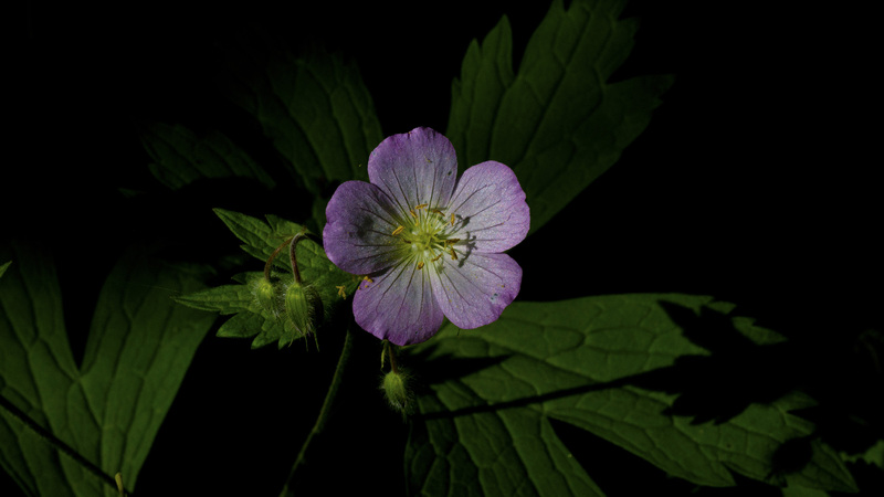 Wild Geranium 3.jpg :: Wild Geranium
