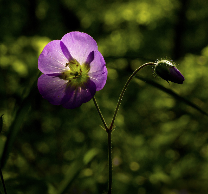 Wild Geranium 4.jpg :: Wild Geranium