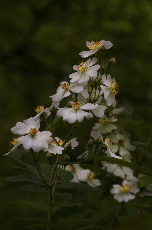 WildBlackberry.jpg :: Wild Blackberry