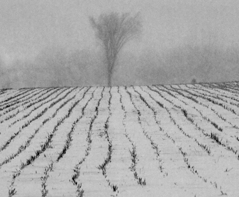 Winter Landscape 1.jpg :: Soybean Stubble and Elm Tree, Macon County