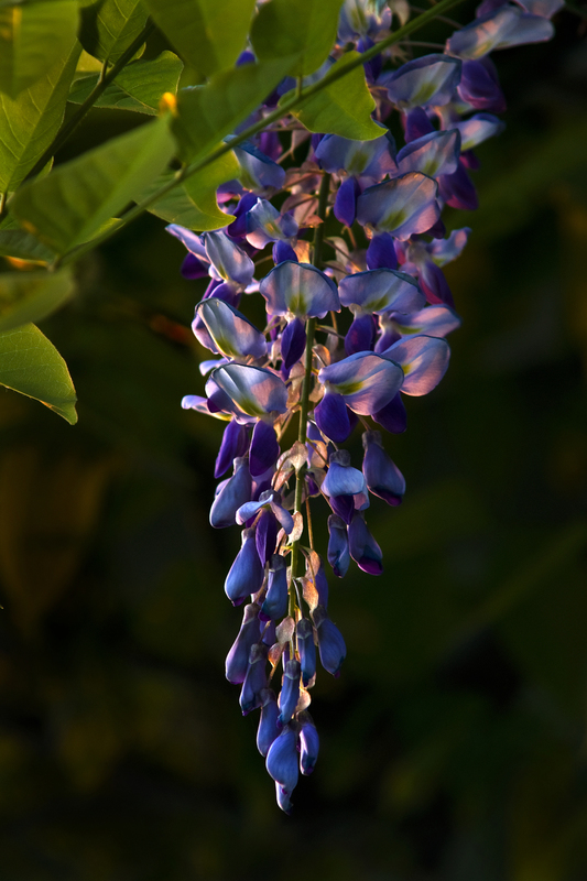 Wisteria 1.jpg :: Sunset on Wisteria