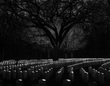 ArmoryCemeteryTreeRedframe.jpg