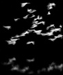BirdsInFlight_REDO_Abstract_Website.jpg