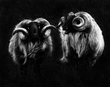 IrishSheep_ExRedframe.jpg