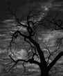 MonsterTreeRedframe.jpg