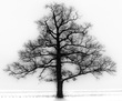 WinterOakRedframe(1).jpg