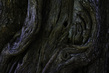 The Tree at Weldon Spring.jpg