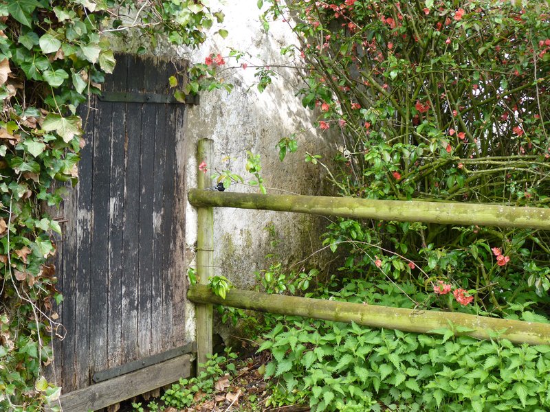 Garden Gate.jpg :: This is the Gate to my Family's Garden