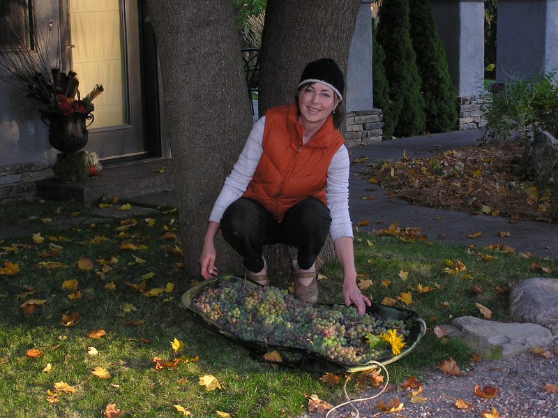 Grape Harvest.jpg :: I harvest a lot of Grapes every year from my Vines