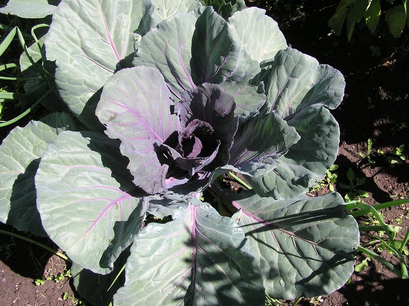 Purple Cabbage.jpg :: The Leaves of a purple Cabbage are like velvet