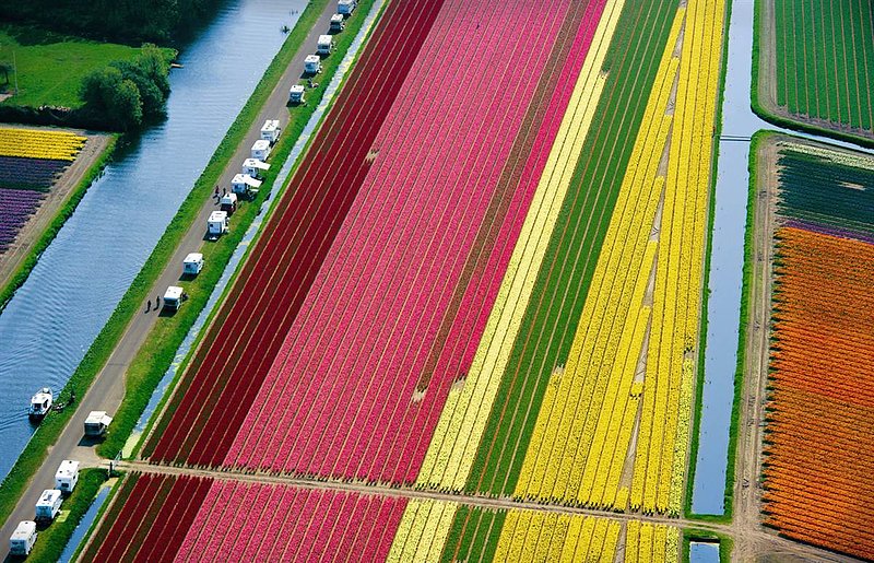 Tulip Fields.jpg :: Every Year when I go home in the Spring, I fly over the Tulip Fields in Holland