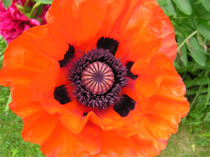 Vivid Orange Poppy.jpg :: The Center of a Poppy is most sculptural