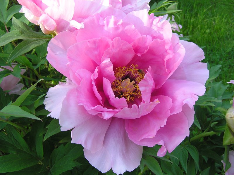 fragrante Peonies.jpg :: This very old established Peony Bush produces incredibly beautiful ' dinnerplate ' size blossoms every year in my garden