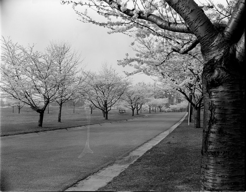 A368-1 Kenwood Cherry Blossoms 1939.jpg :: 1939 Kenwood Cherry Blossoms