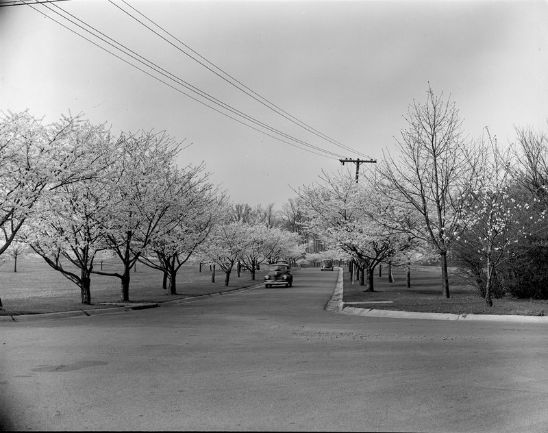 A368-11 Kenwood Cherry Blossoms 1939.jpg :: 1939 Kenwood Cherry Blossoms