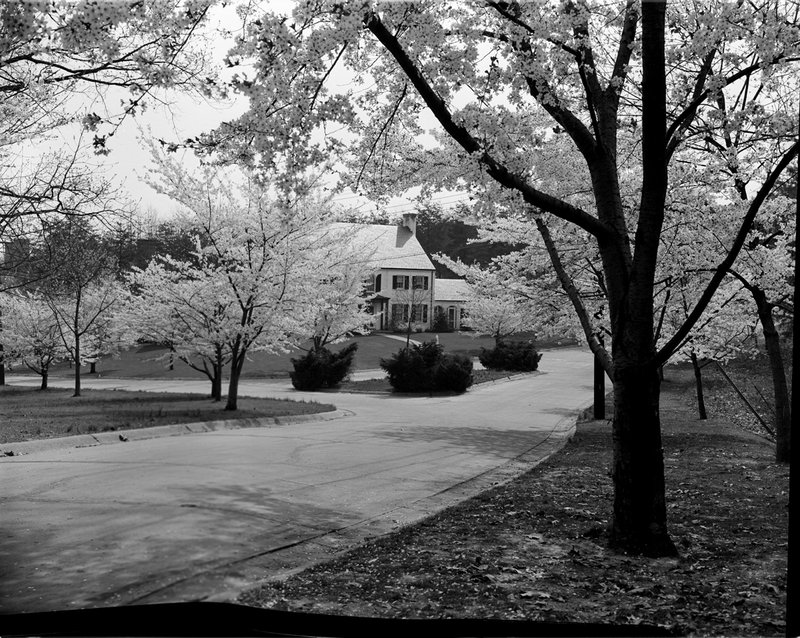 A368-3 Kenwood Cherry Blossoms 1939.jpg :: 1939 Kenwood Cherry Blossoms