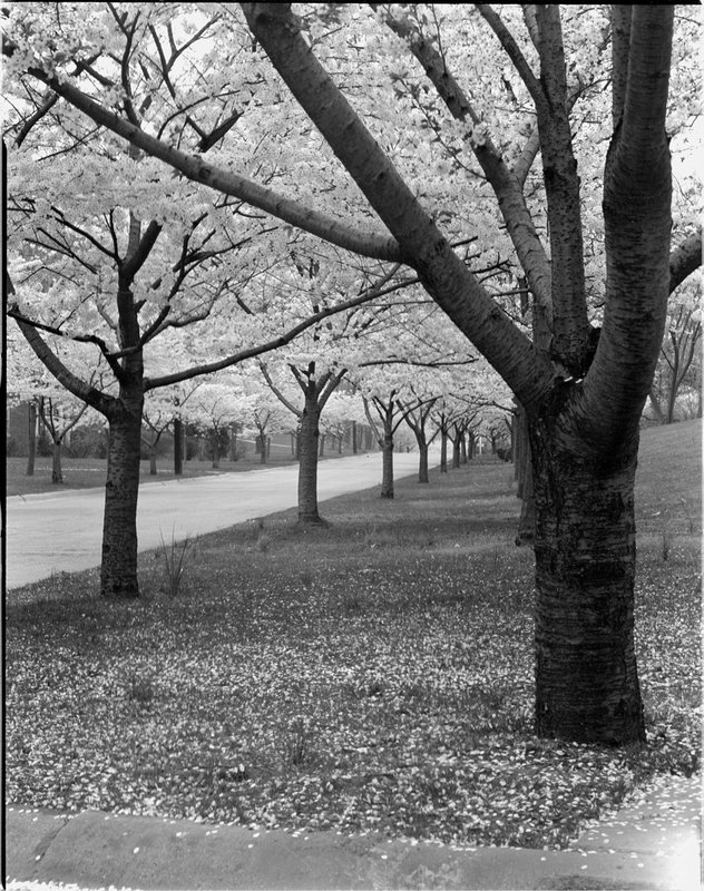 A368-4 Kenwood Cherry Blossoms 1939.jpg :: 1939 Kenwood Cherry Blossoms