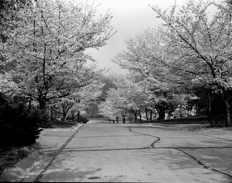 A368-5 Kenwood Cherry Blossoms 1939.jpg :: 1939 Kenwood Cherry Blossoms