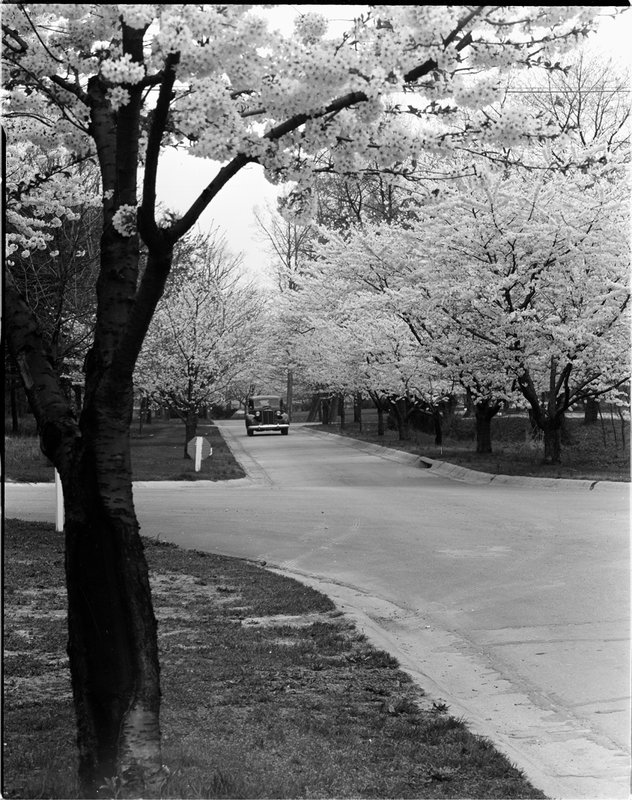 A368-7 Kenwood Cherry Blossoms 1939.jpg :: 1939 Kenwood Cherry Blossoms