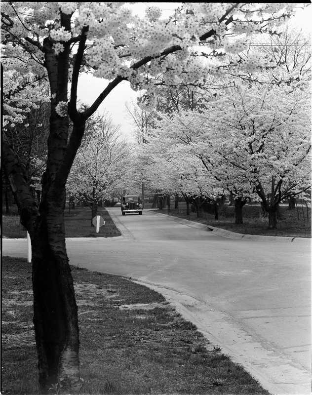 A368-7 Kenwood Cherry Blossoms 1939.jpg :: 1939 Kenwood Cherry Blossoms