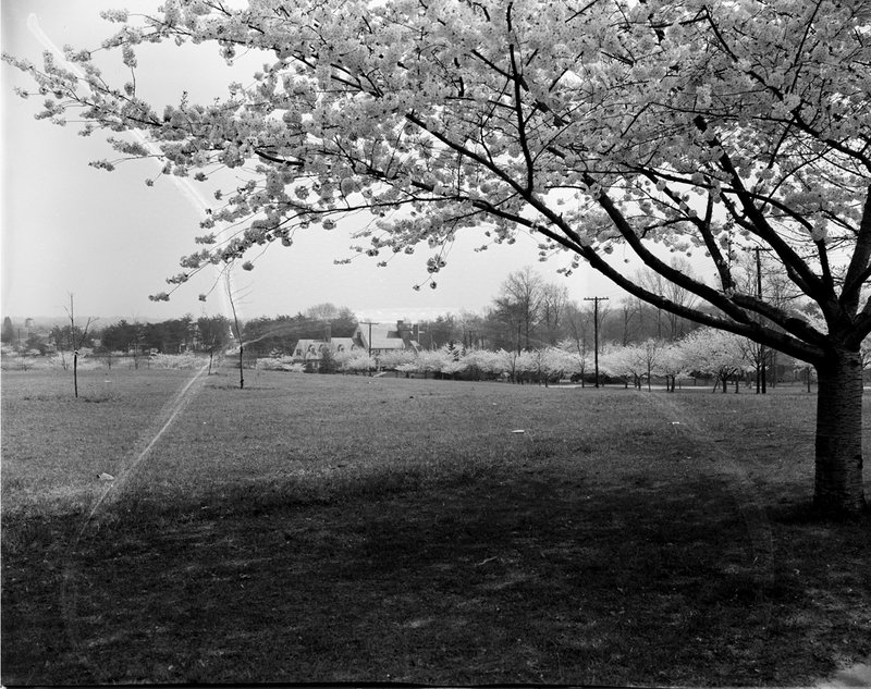 A368-9 Kenwood Cherry Blossoms 1939.jpg :: 1939 Kenwood Cherry Blossoms