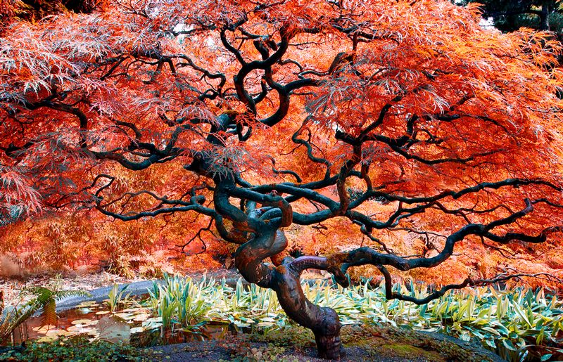 Bonsai.jpg