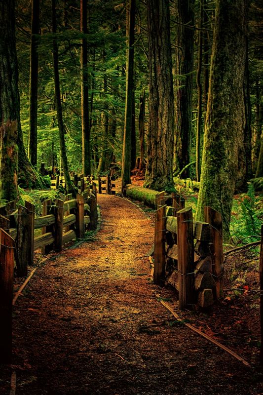 Forest.jpg