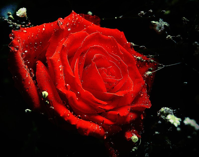 rose 11.jpg