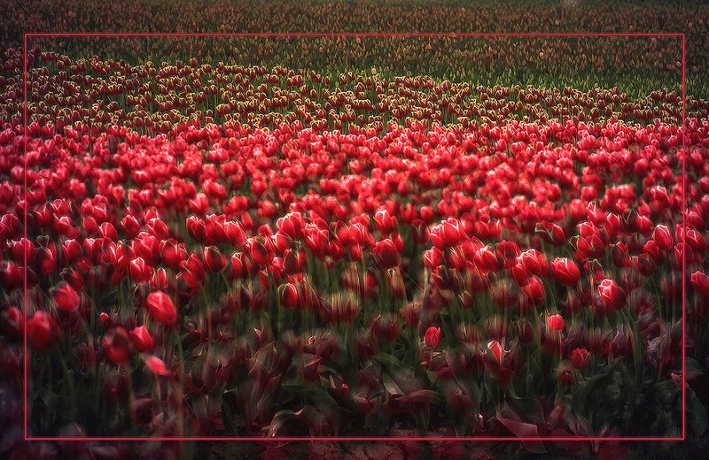 tulips 1.jpg