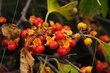 Fall 2009 069.jpg