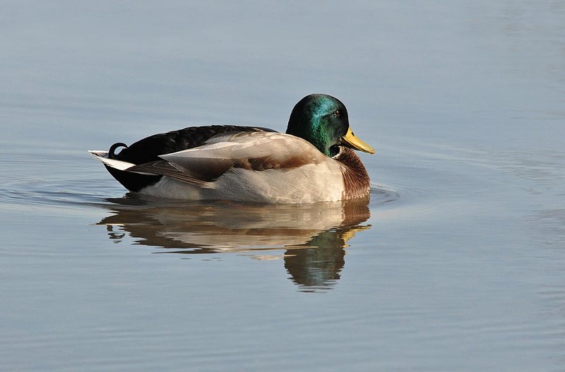 All Quiet Mallard.jpg