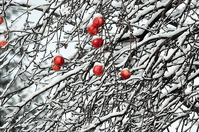 Apples On The Tree Winter.jpg
