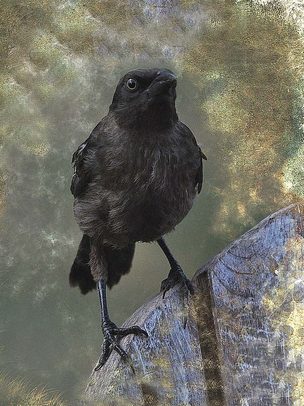 Baby Grackle Abstract.jpg