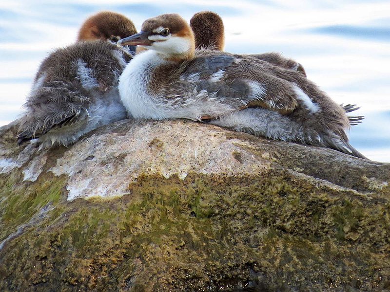 Baby Mergansers Resting On Rock.jpg