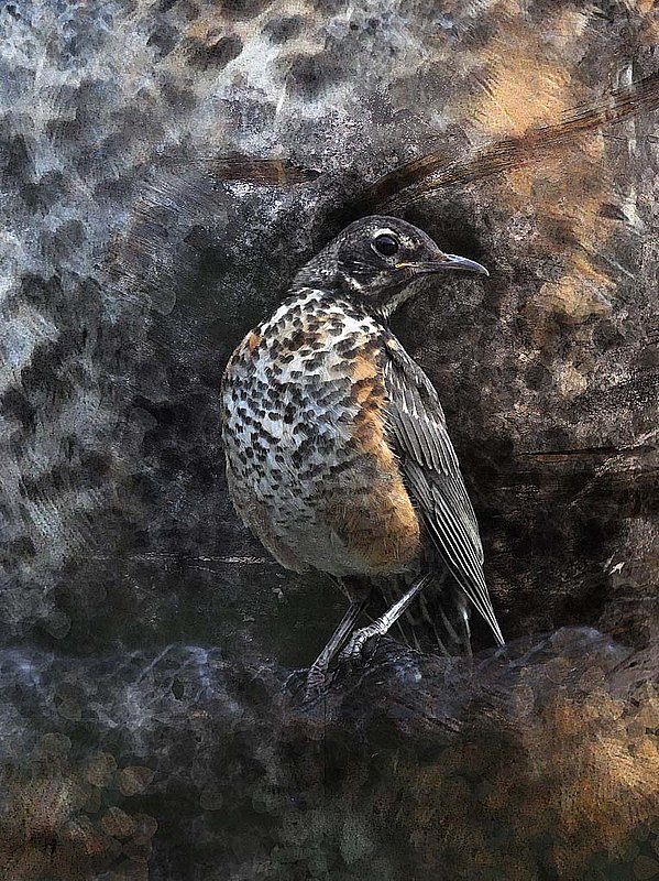 Baby Robin Abstract.jpg